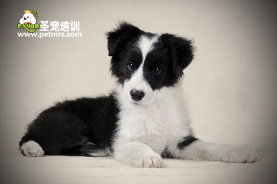 寵物美容