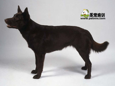 澳大利亞卡爾比犬
