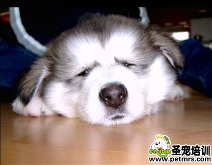 狗狗肥胖癥的害處