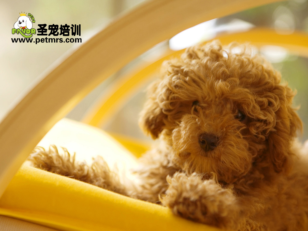 狗能傳染的最可性的是狂犬病、又叫恐水癥