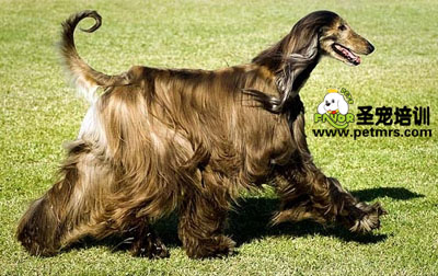 阿富汗犬美容