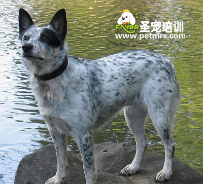 澳洲牧牛犬介紹