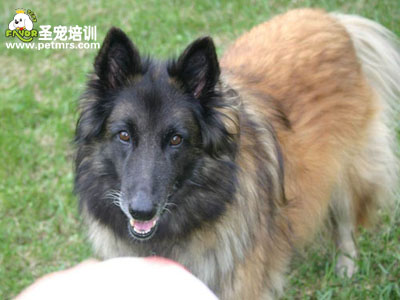 比利時坦比連犬美容