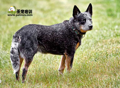 澳洲牧牛犬美容