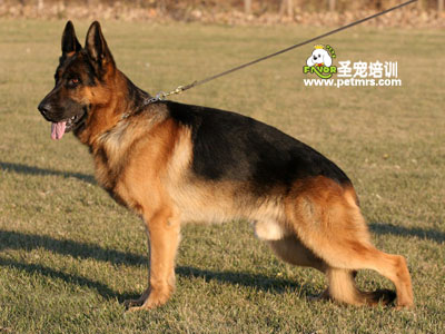 德牧美容