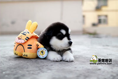 狗狗美容