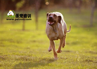 非洲獵獅犬