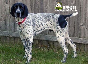 德國短毛指示犬
