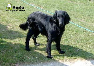 平毛尋回犬