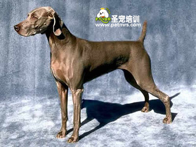威瑪獵犬特點