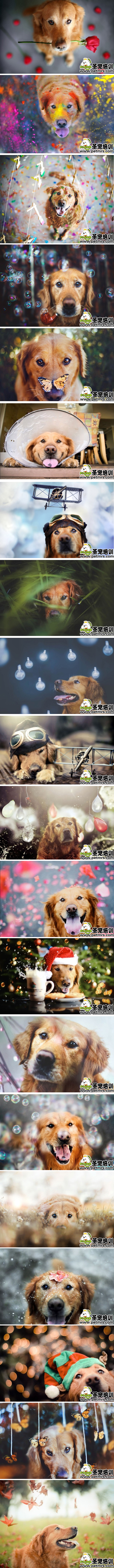 金毛狗狗藝術照片