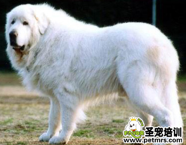 肉用犬養(yǎng)殖3大誤區(qū)