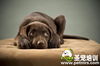 讓狗狗立刻安靜下來的方法