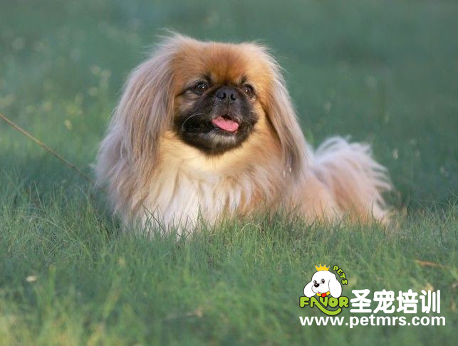 京巴犬牙齒、耳朵該如何養(yǎng)護(hù)