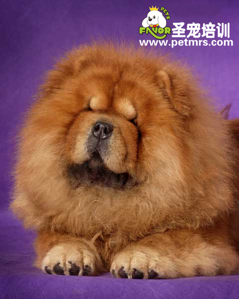 松獅犬生病的原因