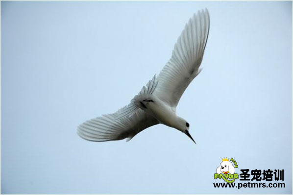 鳥類滯食原因分析、病癥的表現與治療