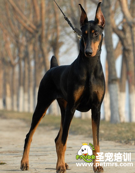 杜賓犬常見疾病的病因和治療方法