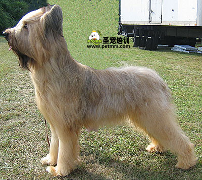 伯瑞犬美容法發