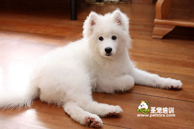 狗狗美容
