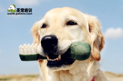 狗狗刷牙方法