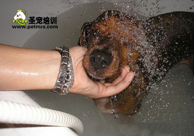 狗狗輕松保持皮膚健康
