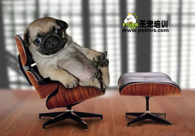 狗狗減肥