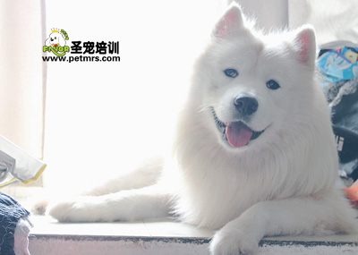 狗狗美容