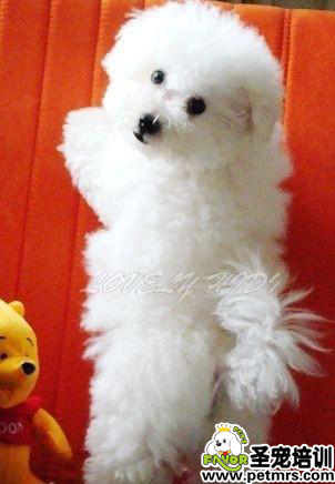 幼犬的飼養(yǎng)方法