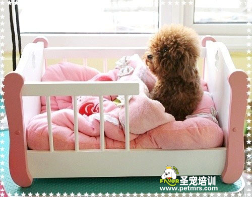 如何喂養寵物吃藥