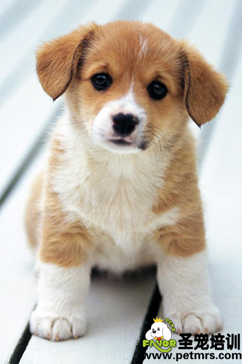 飼養(yǎng)幼犬的注意事項(xiàng)