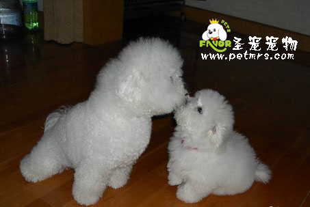 如何讓狗狗愛上刷牙