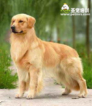 金毛犬妊娠后的生理變化和注意事項