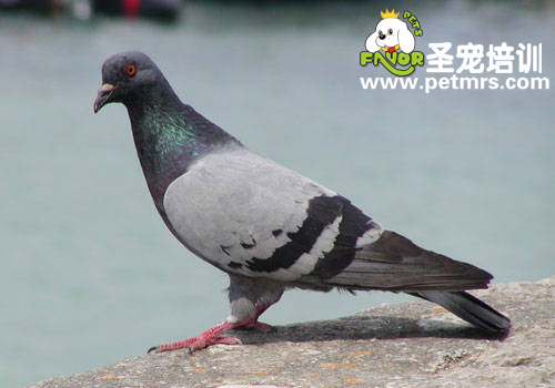 信鴿用藥應(yīng)該注意的十個誤區(qū)