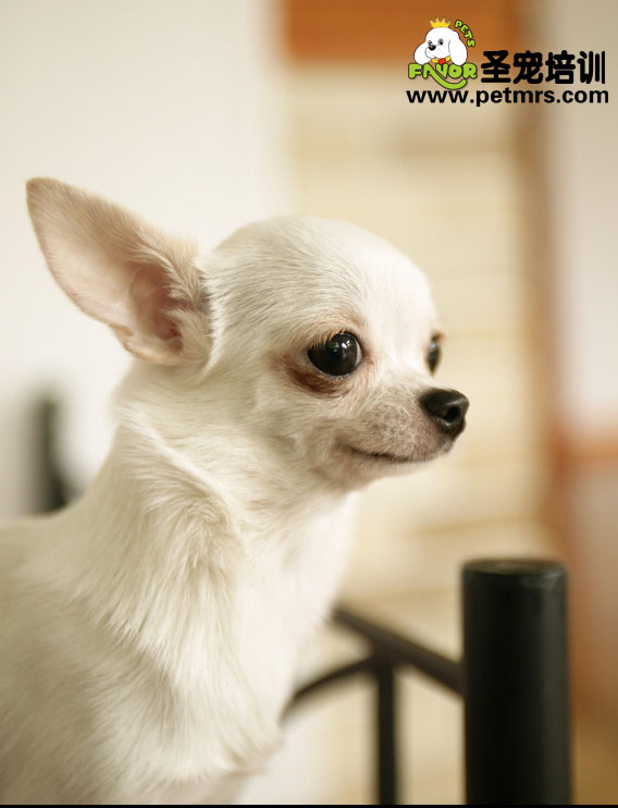 犬疫苗的幾種誤區