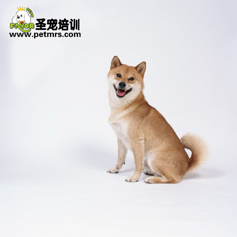 狗狗應當定期驅蟲及日常的注意事項