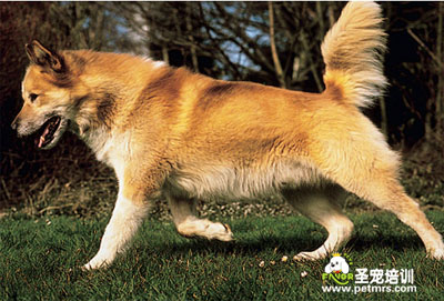 格陵蘭犬美容