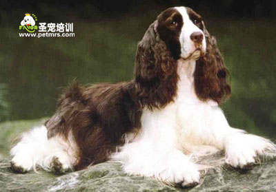 英國史賓格犬