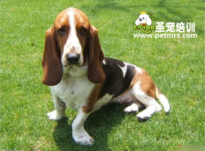 巴吉度寵物狗狗美容