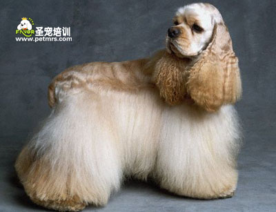 美國可卡犬與英國可卡犬