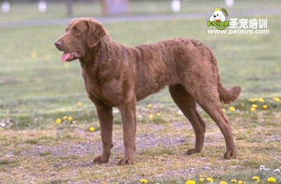 乞沙比克獵犬寵物狗狗美容