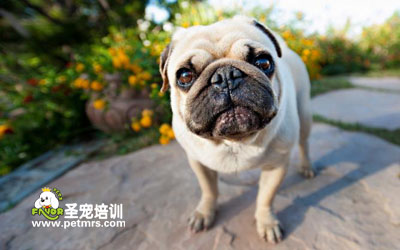 寵物狗狗美容