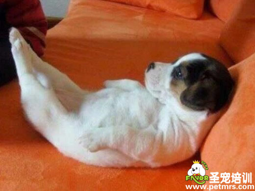 深度剖析飼養(yǎng)幼犬的注意事項
