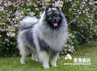 荷蘭毛獅犬美容