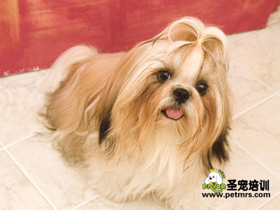西施犬美容