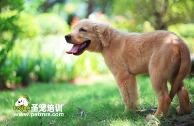 寵物狗狗美容