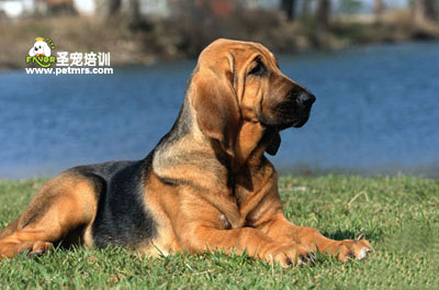 寵物狗狗臉部美容