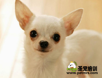 吉娃娃犬美容
