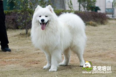 狗狗美容