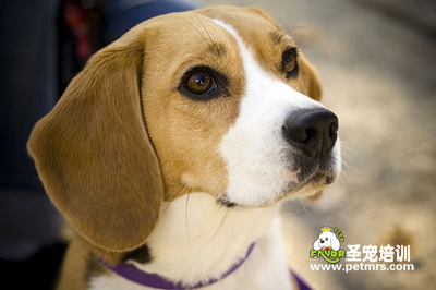 比格犬美容