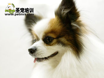 寵物狗狗美容